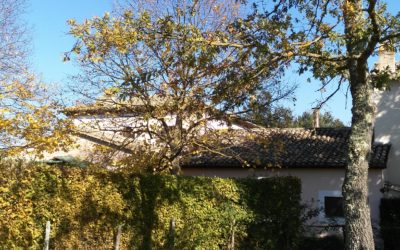 Produttore artistico di Come ero come